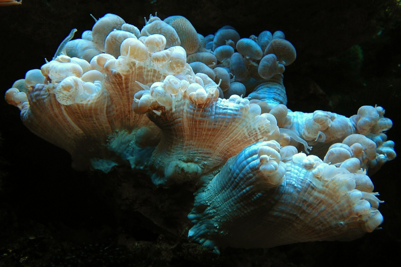 努比亚(nubia)智能手机旗舰店 京东商城官网专