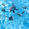 Пользовательские 3D Mural Photo Wallpaper Rolling Waves Dolphin High Quality Large Mural Kids 'Room Wall Paper Sofa Backdrop Home Decor shinehome black and white zebra strips wallpaper 3d photo rolls for walls 3 d livingroom wallpapers mural roll paper background