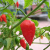 Bhut Jolokia Chili Seeds Ghost Pepper Super Hot Naga Jolokia Vegetables Home Garden Plant Seed