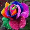 Yard Decoration Cute Plant Multi-colored Rose Seeds All Season Garden Balcony Flowers