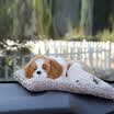 Xiangtu active bamboo charcoal package car supplies new car in addition to odor air purification to formaldehyde carbon car with bamboo charcoal dog car simulation dog cat doll doll car ornaments white fox