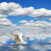 Custom 3D Photo Wallpaper HD Swan Seagull Blue Sky And White Clouds Sea Sofa TV Backdrop Wall Mural Wallpaper Papel De Parede 3D