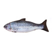 Handsome Pet Toys Trousers Toys with zippers Replaceable Cat Mint Simulated Salmon 30cm
