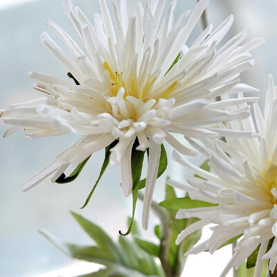 Factory direct single crab claw chrysanthemum simulation fake flower pot plant home decoration flower wedding road lead bonsai Pin
Factory direct single crab claw chrysanthemum simulation fake flower pot plant home decoration flower wedding road lead bonsai Pin