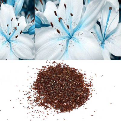 100Pcs Lily Flower Seeds Potted Bonsai Plants Home Garden Balcony Yard Decoration Balcony Decor Lily Flower Planting Seeds
100Pcs Lily Flower Seeds Potted Bonsai Plants Home Garden Balcony Yard Decoration Balcony Decor Lily Flower Planting Seeds