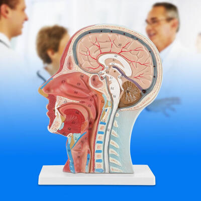 Greensen Anatomical Medical Life-size Head Brain Neck Median Section Study Model Head Neck Model Anatomical Head Model
Greensen Anatomical Medical Life-size Head Brain Neck Median Section Study Model Head Neck Model Anatomical Head Model