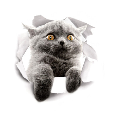 Super Cute Vivid 3D Cat Wall Sticker Toilet Closet Waterproof Removable Kid Room Decoration
Super Cute Vivid 3D Cat Wall Sticker Toilet Closet Waterproof Removable Kid Room Decoration