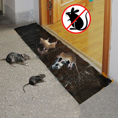 Mice Killer Traps Board Mouse Glue Max Strong Sticky Mouse & Rat Glue Snare Rodent Trap catch Mouse DIY
Mice Killer Traps Board Mouse Glue Max Strong Sticky Mouse & Rat Glue Snare Rodent Trap catch Mouse DIY