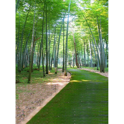 Moss Road Photo Backdrop 57FT Vinyl Fabric Cloth Digital Printing Photo Background s-659
Moss Road Photo Backdrop 57FT Vinyl Fabric Cloth Digital Printing Photo Background s-659