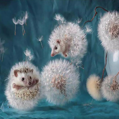 5D DIY Diamond Embroidery Dream Dandelion Sunset Cute Hedgehog Diamond Painting Rhinestone Home Decoration
5D DIY Diamond Embroidery Dream Dandelion Sunset Cute Hedgehog Diamond Painting Rhinestone Home Decoration
