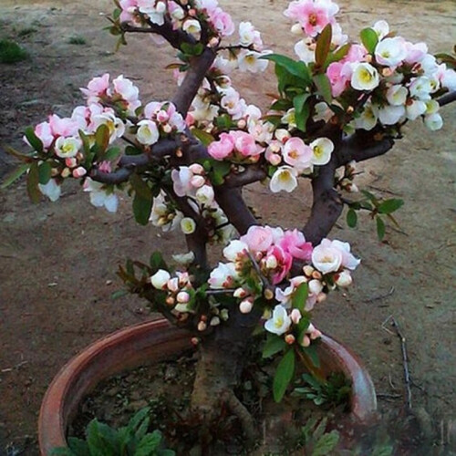 6年嫁接大苗 日本 海棠苗 室内盆栽海棠花苗 盆景花卉植物庭院植物 海棠树苗 当年开花 白美人