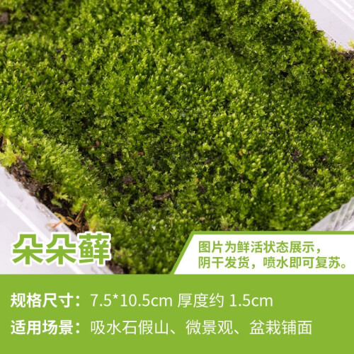 石光小站 苔藓 吸水石上水石盆景盆栽装饰青苔苔藓植物微景观生态瓶鲜活仿真铺面 朵朵藓1盒10.5*7.5cm