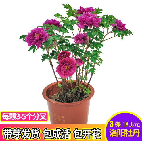 18.8元3棵 7年洛阳牡丹花苗盆栽花卉观花植物室内花庭院阳台四季开花 【搭配3颗+肥料+生根粉+复合肥】品种留言备注 不含盆