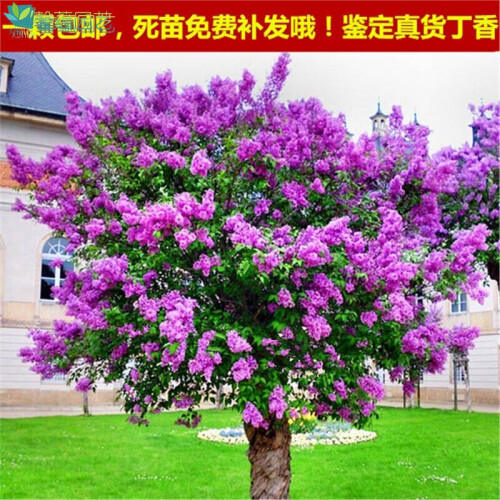 丁香花树苗南方北方种植盆栽地栽四季常青开花庭院风景花木树苗 6年苗独杆3厘米粗如图发货 111cm(含)-140cm(含)