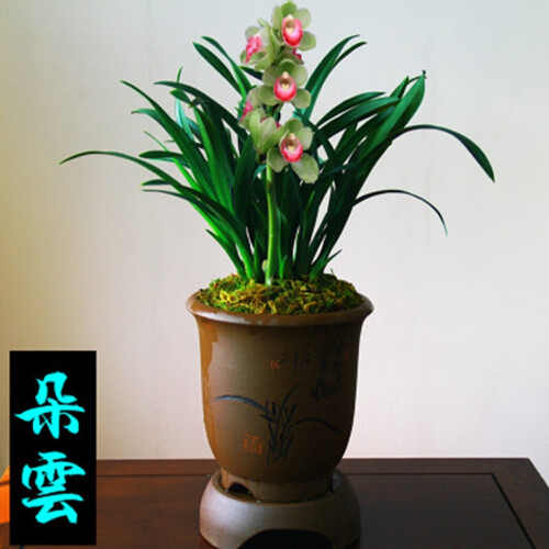 花乐轩 兰花苗大花蕙兰墨兰花卉盆栽绿植室内植物四季兰建兰盆景 朵云 4棵苗