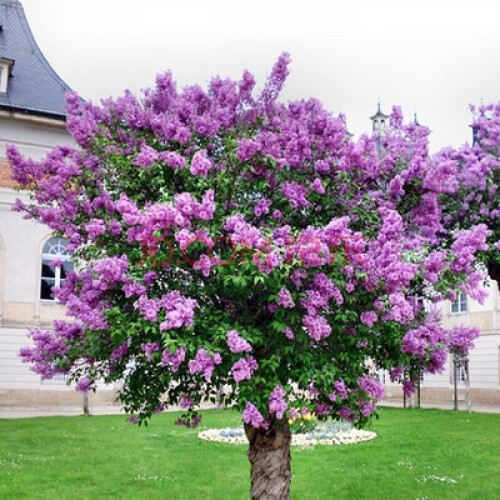 馨蕴 丁香花树苗盆栽地栽四季常青开花庭院风景花木树苗 紫丁香丛生多叉头 111cm(含)-140cm(含)