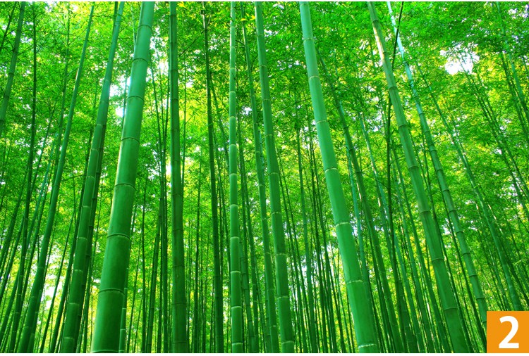 绿色植物竹子风景画贴纸壁纸自粘墙贴大自然客厅壁画3d立体墙贴画 1