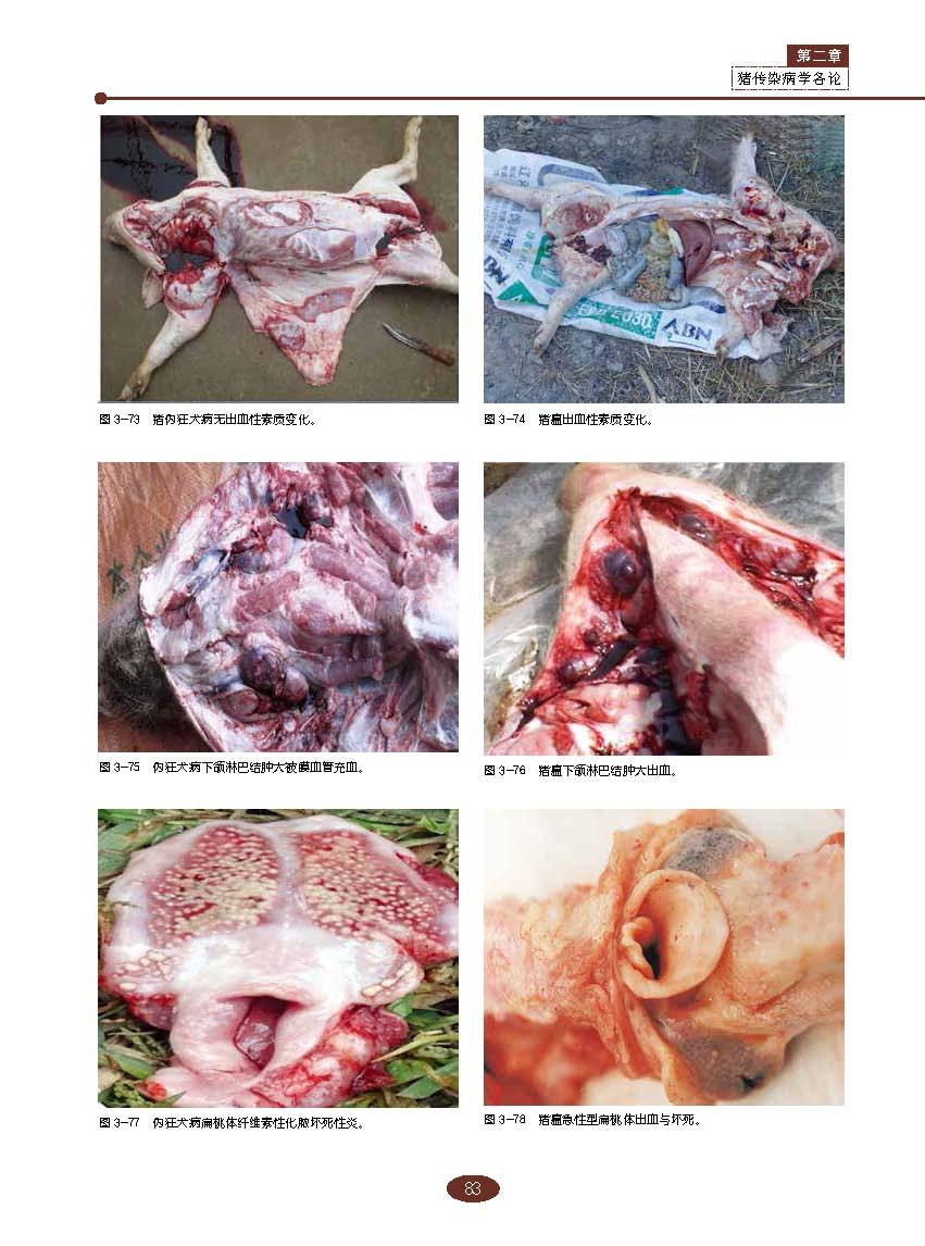 第七章 猪传染病治疗 第八章 猪传染病的策略 第二篇猪伪狂犬病 章 猪