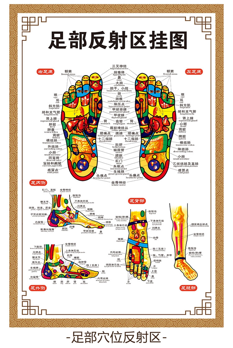 人体足部手部耳部头部穴位图反射区墙贴挂图足底按摩经络穴位图骏荣