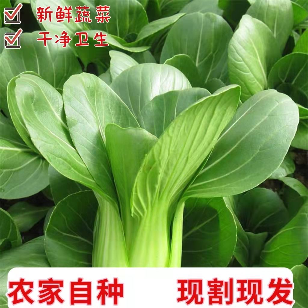 现摘现发小青菜新鲜上海青蔬菜油菜农家自种露天太湖青菜软糯甜2斤