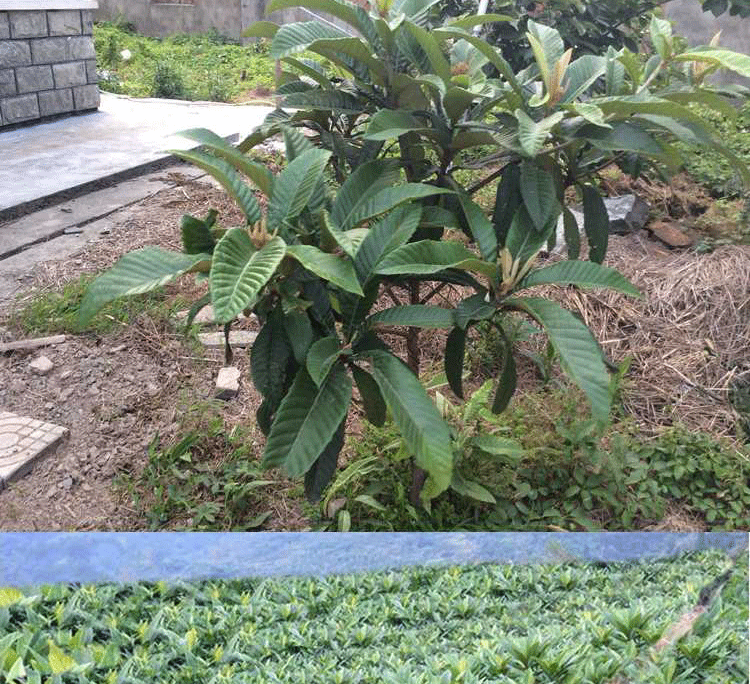 苗嫁接枇杷树苗盆栽地栽南方北方种植果树苗当年结果琵琶果苗 蒙自 1