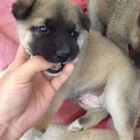 荣郁土狗活体活物苗幼犬大型中华田园犬农村看家护院领养幼崽混血合同