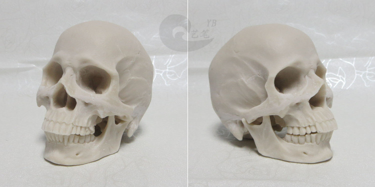 12树脂骷髅头绘画人头骨艺用人体肌肉骨骼解剖头骨模型美术现货美12