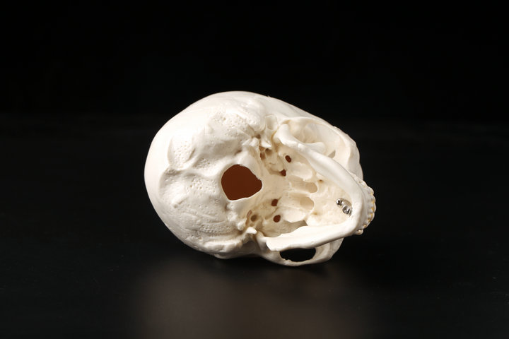 美术医学仿真骷髅 人 头颅骨解剖标本 彩色分区头颅头骨 可拆分22部件