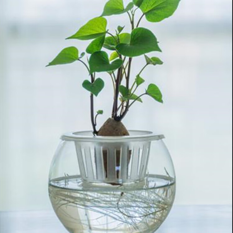 奇趣水生植物水培水养洋葱萝卜红薯大蒜蔬菜盆栽 绿萝