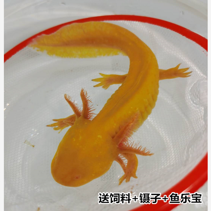 鱼淡水冷水金鱼锦鲤观赏鱼蝾螈霸王鱼龙鱼活体清道夫 白玉龙1条(13-16