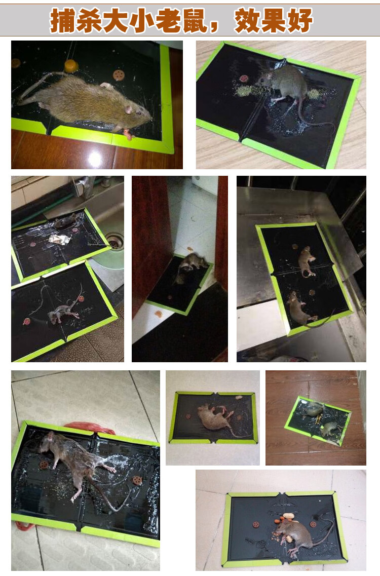 皇猫粘鼠板皇猫粘鼠板大老鼠贴强力老鼠胶家用老鼠贴粘神器鼠药克星10