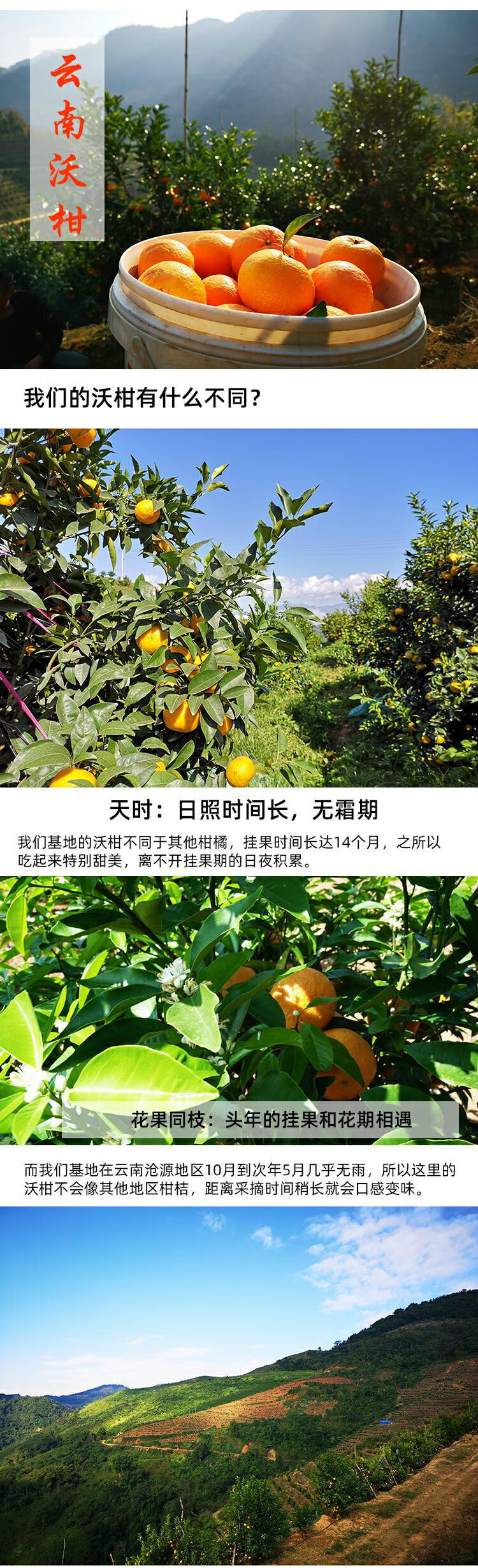 水果 桔/橘 采缇(caiti) 云南宾川现摘超甜沃柑新鲜大果沃干鹅柑橘