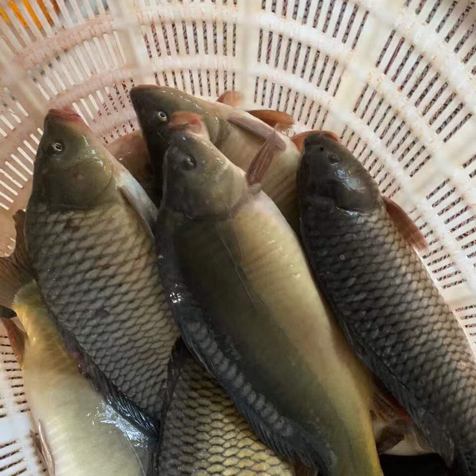 三道鳞鱼东北三道鳞鱼黑龙江淡水鱼三道鳞无鳞鱼鲜活速冻特产三道鳞2