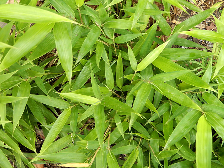 新鲜竹叶山竹叶1斤中药材晒干绿竹叶茶扫帚竹叶青竹叶茶