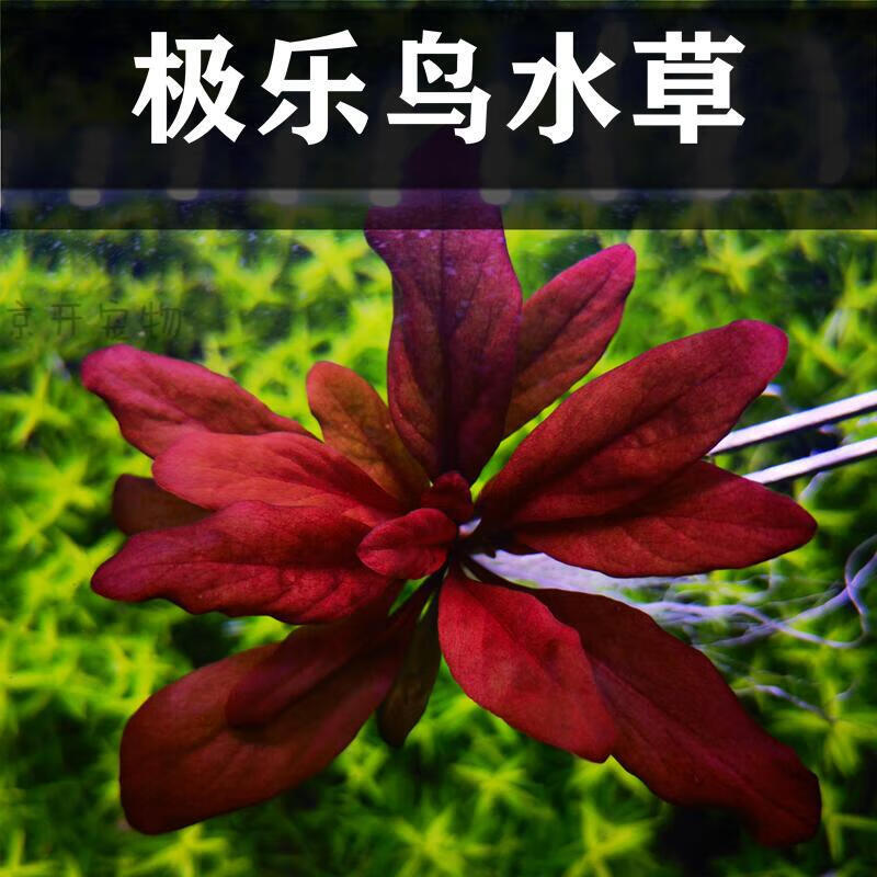 京开【前中景水草】稀有水草极乐鸟水草稀有前中景水下叶淡水鱼缸造景