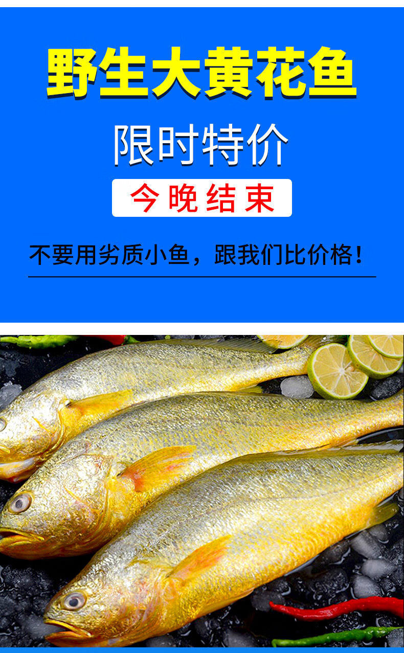 顺丰直达海捕大黄花鱼新鲜海鱼海鲜冷冻大深海黄花鱼冰鲜青岛黄鱼海鲜