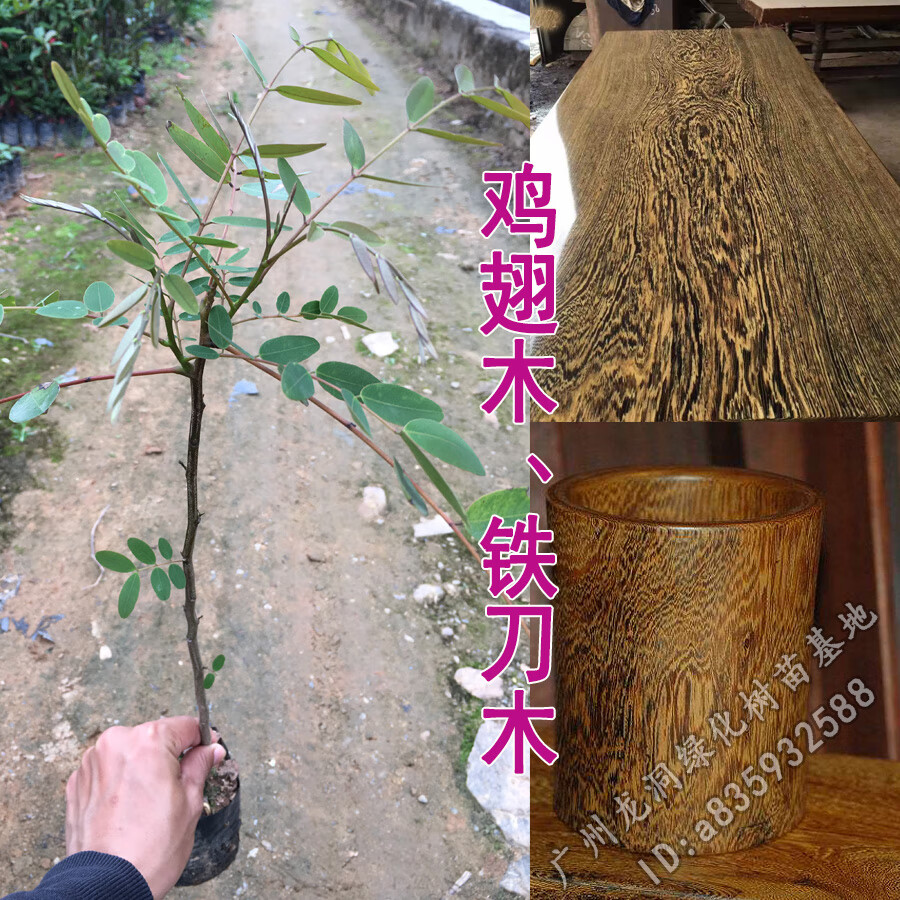 花姬孟买正宗铁刀木树苗珍贵植物鸡翅木苗庭院绿化木材树种鸡翅木80