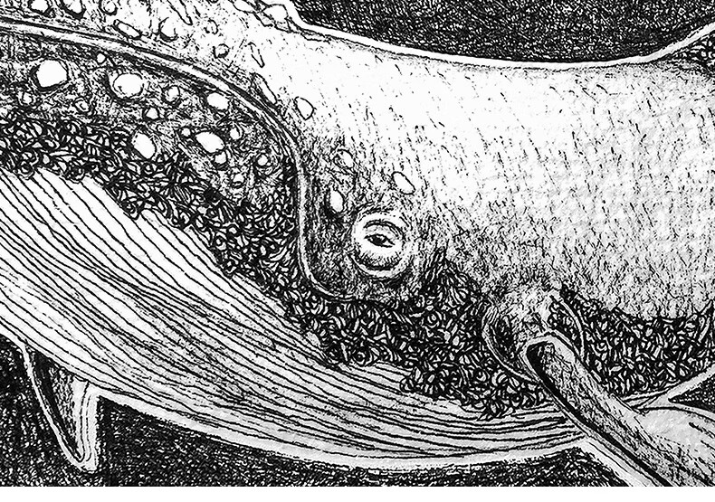 stingchenx仟象映画现代海洋生物黑白装饰画沙发背景墙双联鲸b款蓝鲸