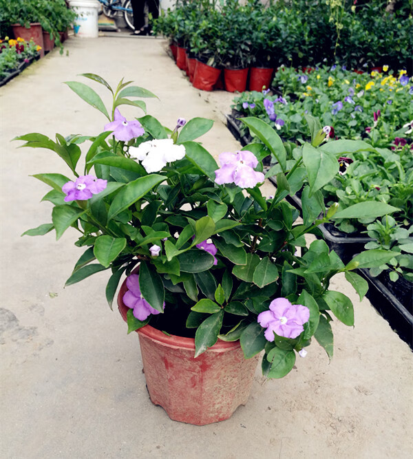 耶仔茉莉花苗双色茉莉花苗盆栽鸳鸯茉莉花卉盆栽紫茉莉花浓香型带花5