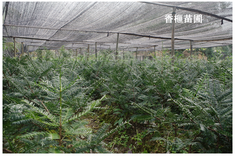 文静花坊香榧树苗香榧苗香榧果树苗嫁接苗雄苗雄树名贵树苗榧子苗诸暨