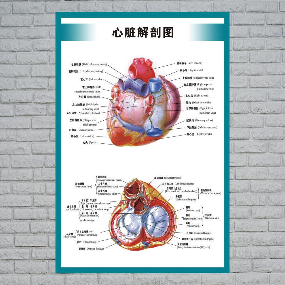 心脏结构示意图人体内脏解剖示意图医学宣传挂图人体器官心脏结构图