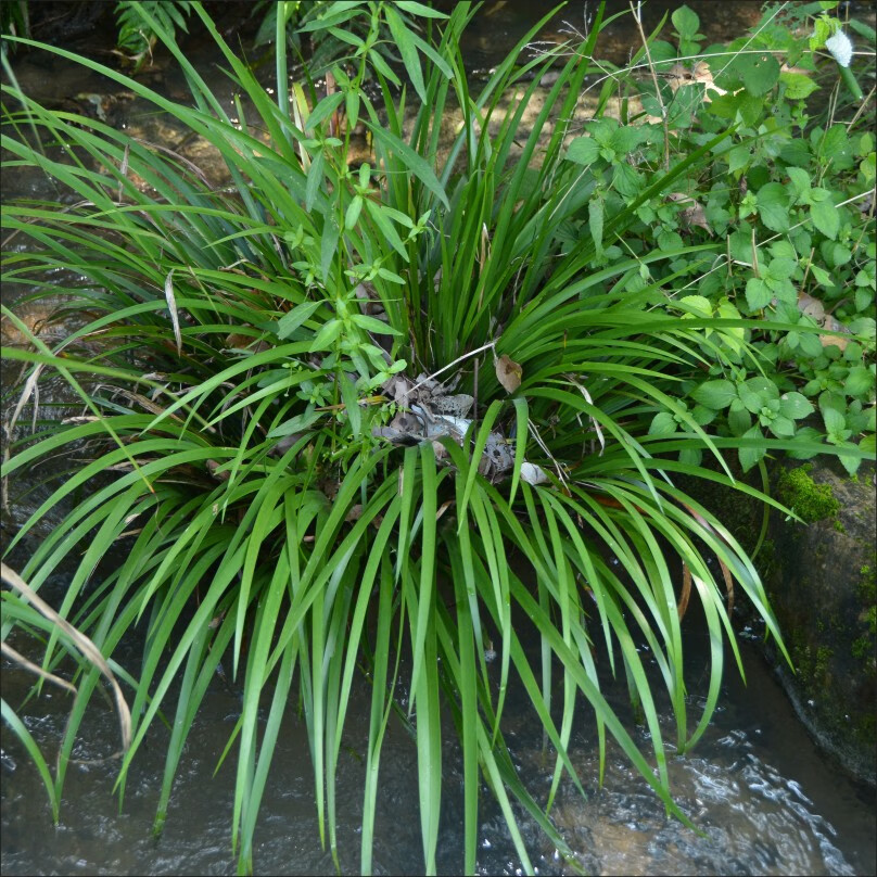 石菖蒲水培植物水养水培绿植室内好养龟池鱼缸造景假山鲜活附石草 15