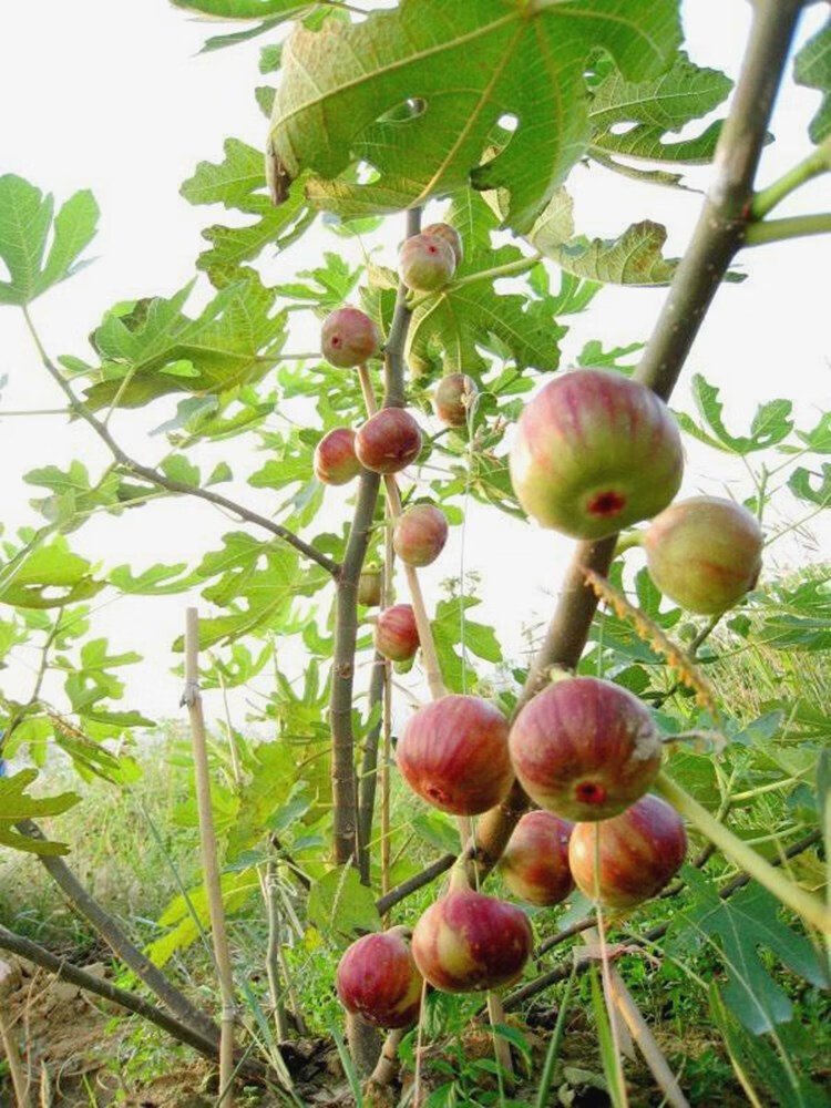 易水之夏巨型无花果苗波姬红青皮金傲芬无花果苗树地栽盆栽特大当年