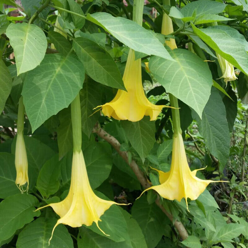 木本曼陀罗曼陀罗小苗黄花白花粉花橘黄曼陀罗绿植盆栽不含盆 橘黄10