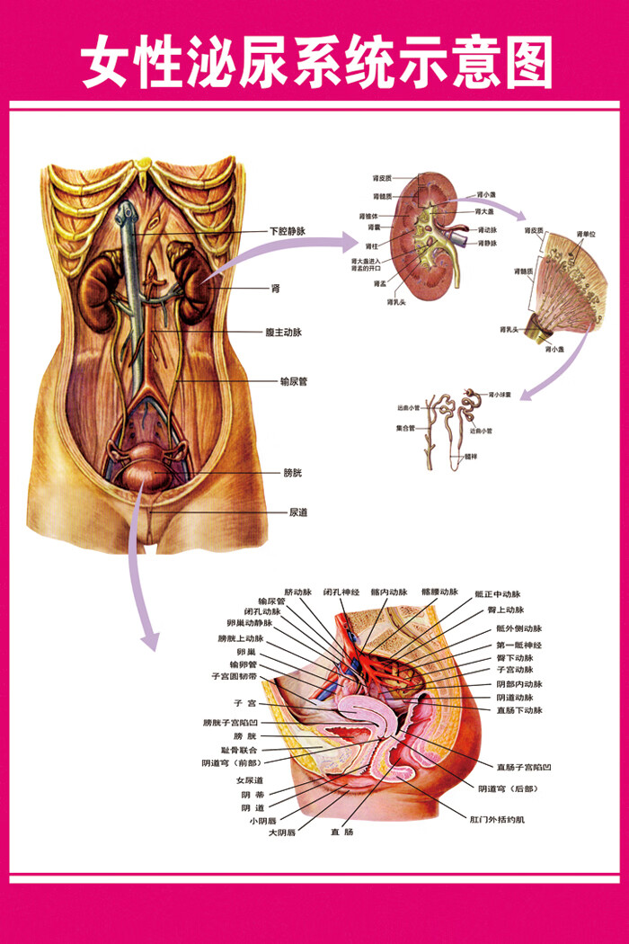 医学人体生殖解剖挂图 女性乳房解剖图(粉色) 90*135cm=60寸 相纸(厚