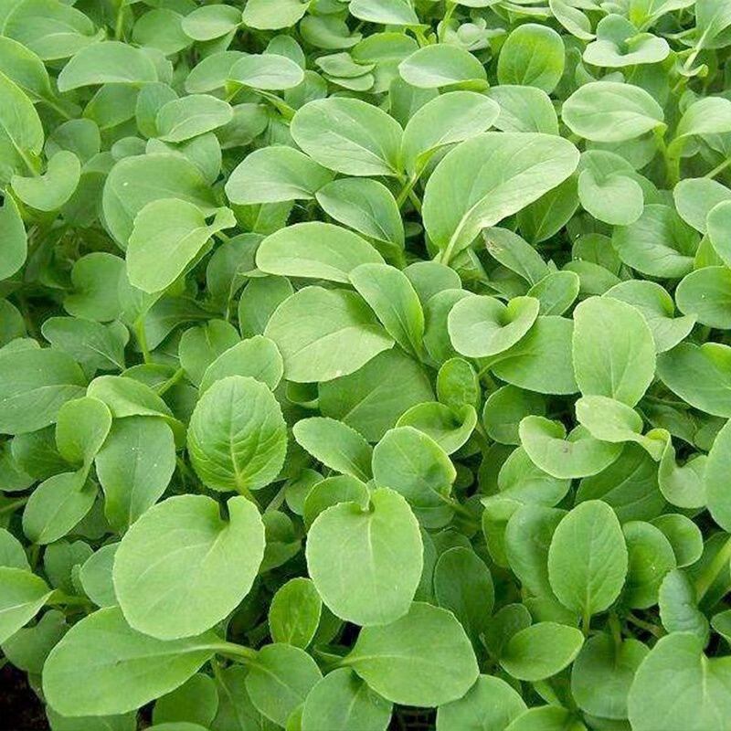 鸡毛菜小青菜上海青新鲜鸡毛菜露天种植嫩蔬菜小青菜火锅油菜白菜宝宝