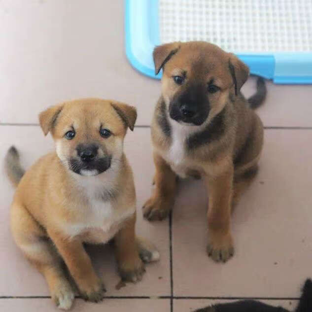 荣郁土狗活体活物苗幼犬大型中华田园犬农村看家护院领养幼崽混血合同
