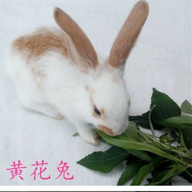 京选推荐大型肉兔子小白兔兔子活小兔子比利时肉兔新西兰肉兔苗可长20