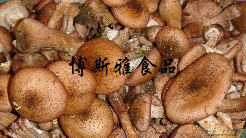 5折东北特产榛蘑菇小鸡炖蘑菇无根干货榛磨榛蘑丁食用菌500g