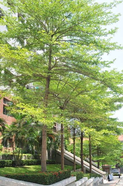 云雍细叶榄仁苗行道绿化植物小叶榄仁雨伞树学校公园别墅庭院风景树苗